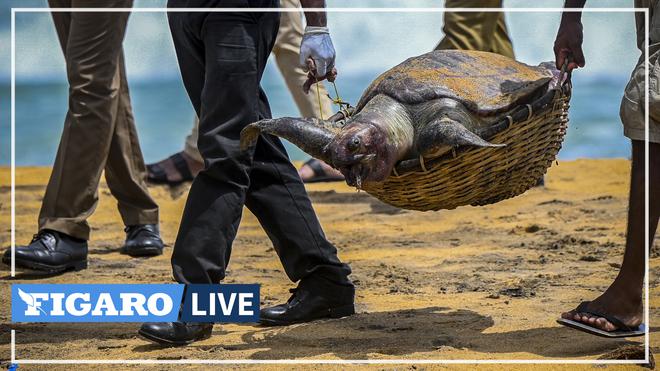 Des tortues échouées après l'incendie d'un porte-conteneur au Sri Lanka