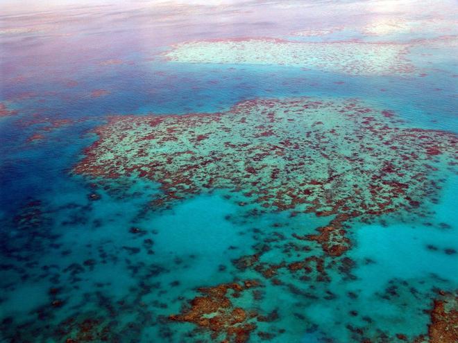 La Grande Barrière de corail sur la liste des sites en danger ? L’Australie gronde
