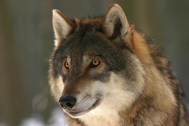 Le loup en France face au risque d’une seconde extermination