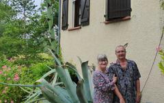 Castelnau-de-Lévis : un agave de huit mètres de haut chez Pierre et Marie-Lou