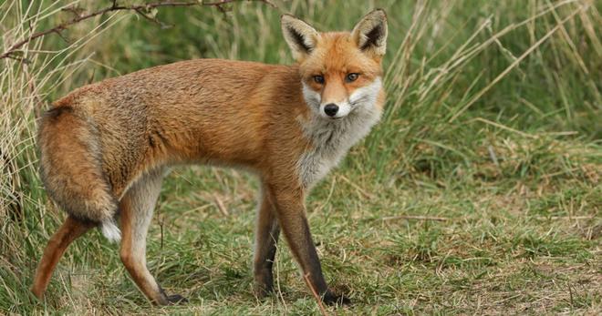 Le tribunal de Rouen annule pour de bon l’abattage de 1 430 renards