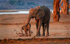 Les éléphants résolvent les problèmes avec leur personnalité