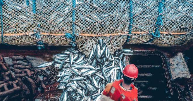 La pêche électrique est enfin interdite en Europe