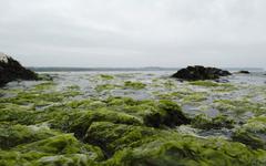 Algues vertes, un scandale d’Etat. Yves-Marie Le Lay en dédicace à Morlaix, Tredrez-Locquémeau et Guingamp