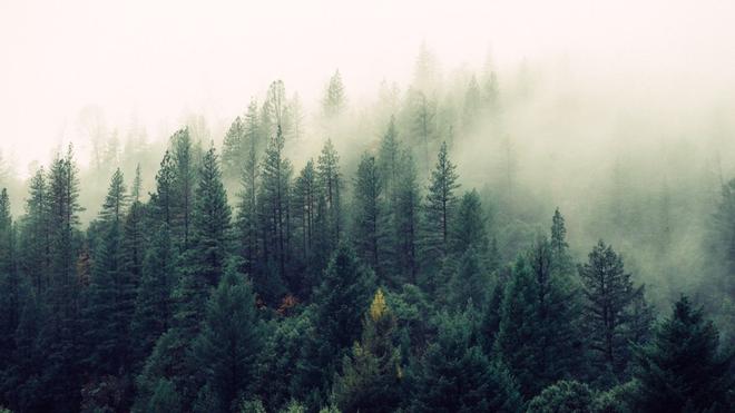 Climat : planter des arbres en Europe permettra de lutter contre les sécheresses