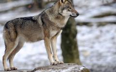 En France, la population de loups gris continuent de progresser, mais plus lentement