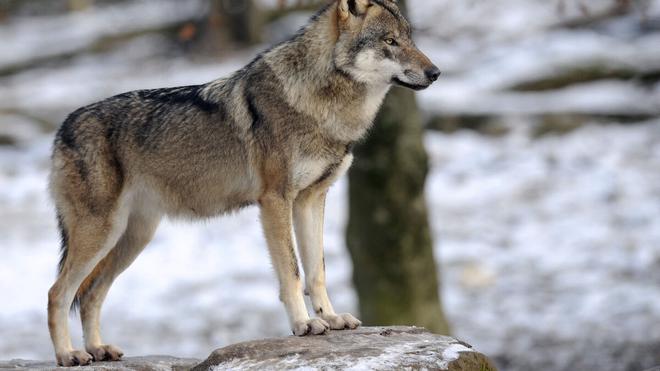 En France, la population de loups gris continuent de progresser, mais plus lentement