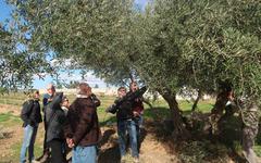 BAGNOLS/CÈZE L’Année de l’olivier à l’honneur