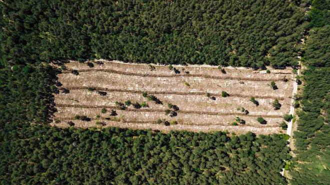 Écologie. La déforestation en Amazonie s’accélère encore sous Bolsonaro