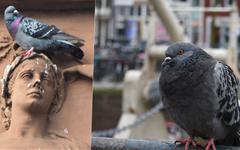 Strasbourg envahi de pigeons : une seule solution, la stérilisation ?