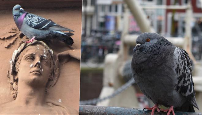 Strasbourg envahi de pigeons : une seule solution, la stérilisation ?