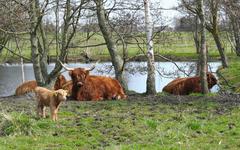 Un troupeau de vaches écossaises squatte l’île du Rohrschollen