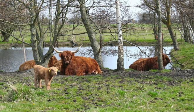 Un troupeau de vaches écossaises squatte l’île du Rohrschollen