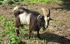 À Saint-Valery-en-Caux, des boucs pour éradiquer la berce du Caucase