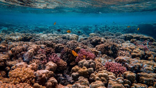 Il est encore temps de sauver les récifs coralliens, mais il faut agir maintenant