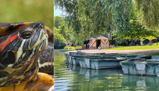 Des dizaines de tortues exotiques envahissent les parcs de Strasbourg