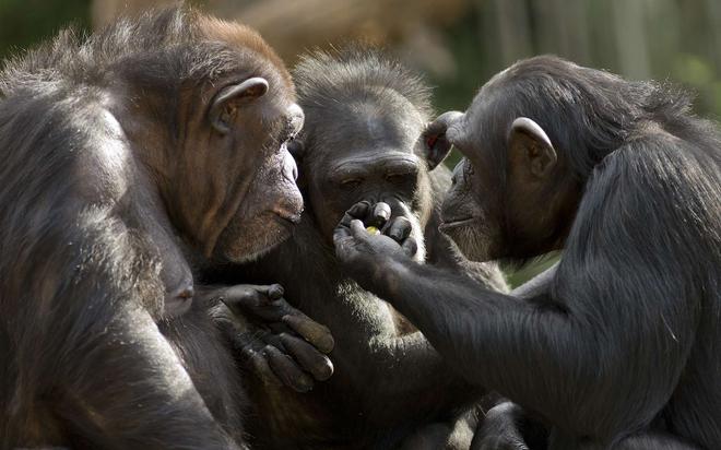 Des chimpanzés se sont organisés pour tuer des gorilles : pourquoi ?