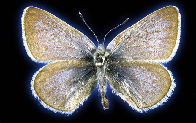 La cause de la disparition de ce magnifique papillon iridescent n'a pas été naturelle