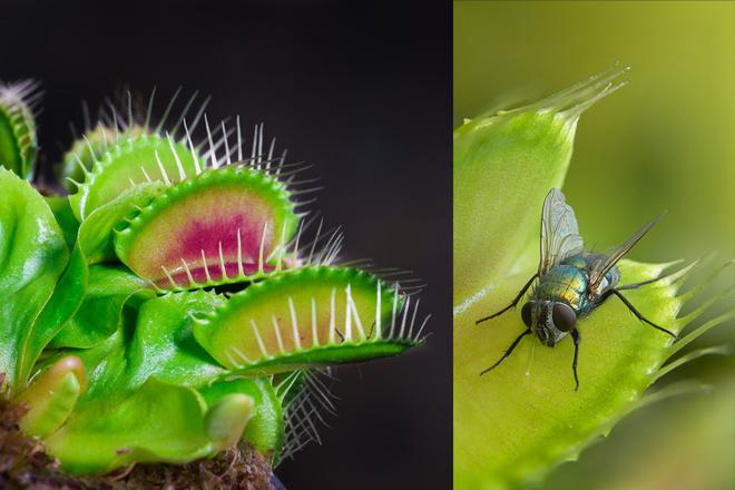 Des plantes carnivores pour venir à bout des mouches… En voilà une bonne idée !