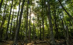 Pyrénées-Orientales. La forêt de la Massane : "Il faut la protéger, s'en préoccuper, mais ne pas s'en occuper"