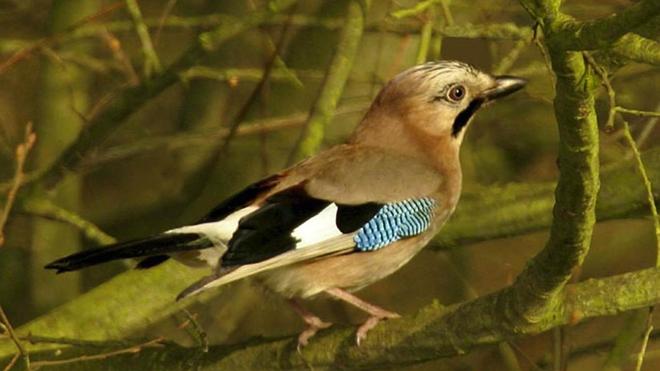 Dans les chemins de la base nature d’Élincourt-Sainte-Marguerite (5/8) : une volière naturelle pour 36 espèces