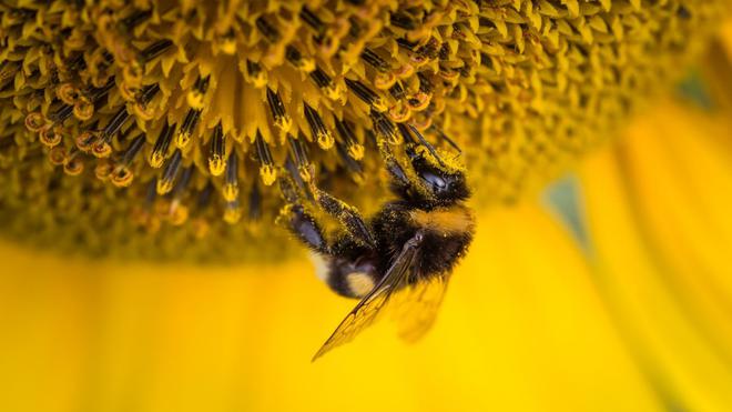 Pourquoi l’agriculture intensive menace les abeilles d’extinction