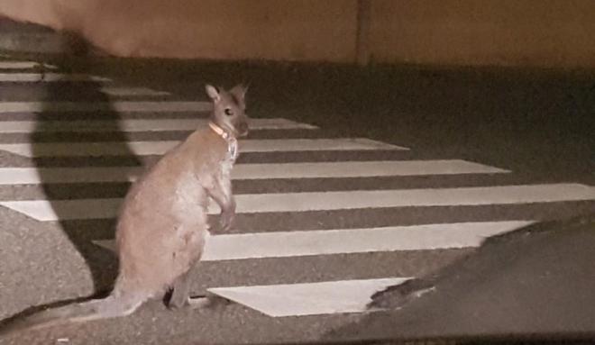 Près de Toulouse. Drôle de cavalcade des gendarmes pour attraper… un kangourou dans les rues de Muret