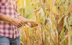 Quel est l'impact du changement climatique sur les maladies des plantes en agriculture ?