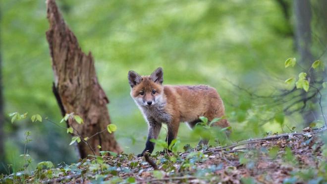 3000 renards bientôt abattus dans l’Oise ? Les associations écologistes crient au «massacre»