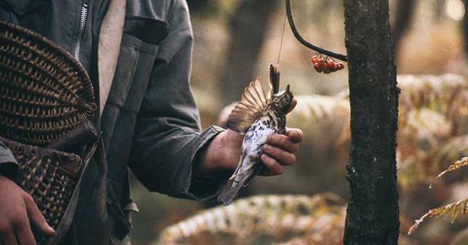Le Conseil d’État juge illégales les chasses « traditionnelles » des oiseaux