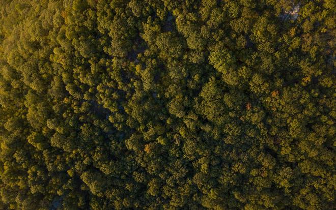 Planter des forêts pourrait finalement refroidir le climat