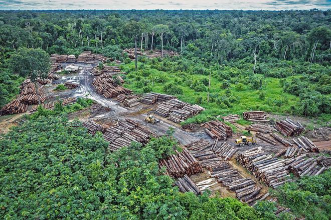 Inquiétudes pour le puits de carbone de l’Amazonie