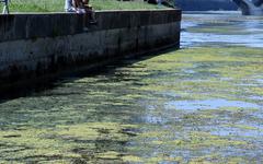 Toulouse : pourquoi les algues prolifèrent au lac de La Ramée et sur la Garonne