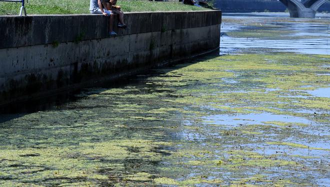 Toulouse : pourquoi les algues prolifèrent au lac de La Ramée et sur la Garonne