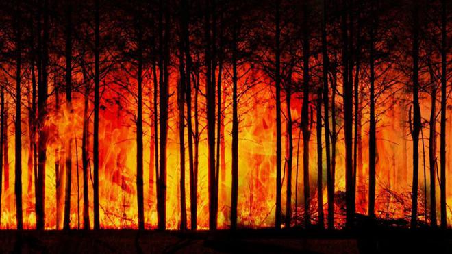 Vague de chaleur en France : comment prévenir les feux de forêt et s’en protéger ?