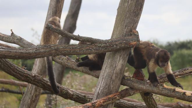 Seine-et-Marne : «Terre de singes», un archipel pour 80 nouveaux primates du monde entier