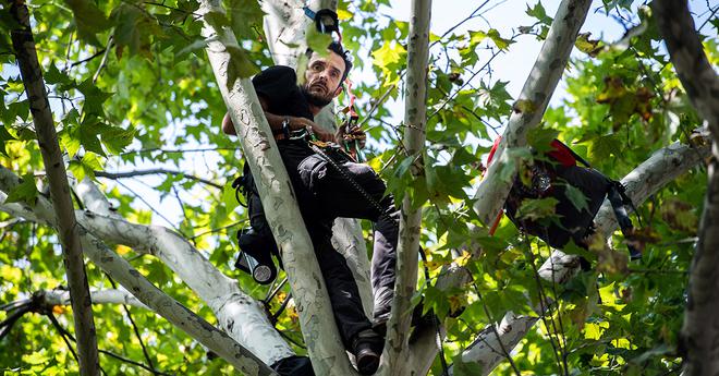 Le « grimpeur arboriste » Thomas Brail se bat contre l’abattage de platanes à Blagnac