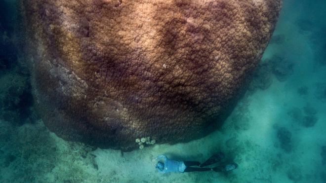C’est l’une des plus anciennes colonies de coraux de la Grande Barrière