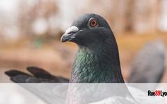 Les pigeons à Lyon : une « catastrophe écologique »