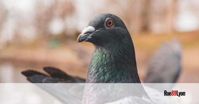 Les pigeons à Lyon : une « catastrophe écologique »