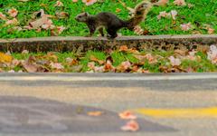 Réchauffement climatique : des écureuils “suicidaires” meurent par milliers sous les roues des voitures