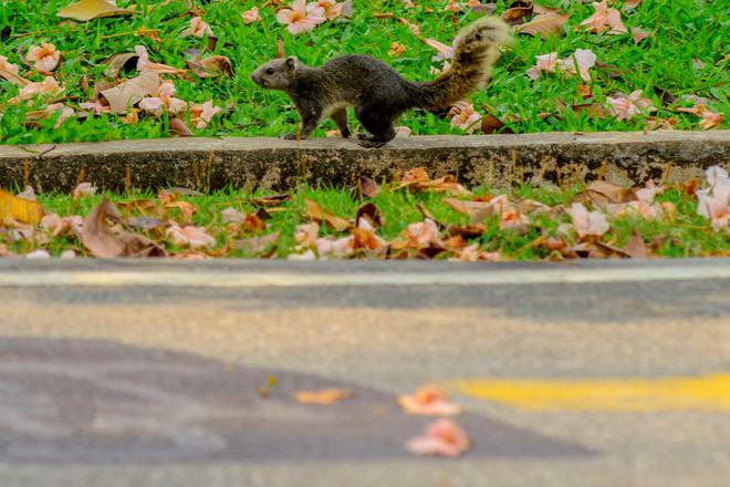 Réchauffement climatique : des écureuils “suicidaires” meurent par milliers sous les roues des voitures