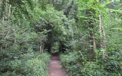 Dans les chemins de la base nature d’Élincourt-Sainte-Marguerite (8/8): un parcours pour découvrir les arbres