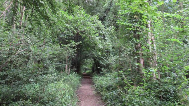 Dans les chemins de la base nature d’Élincourt-Sainte-Marguerite (8/8): un parcours pour découvrir les arbres