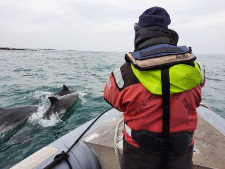 Finistère. Le parc lance une étude génétique des Grands dauphins en Iroise.