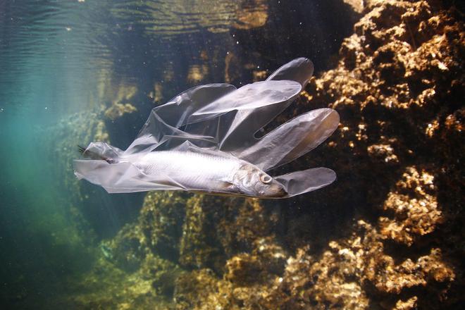 Etude : les micro-plastiques perturbent la croissance et la reproduction des poissons
