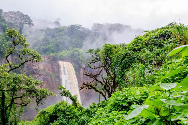 Certaines forêts d’Afrique stockeraient plus de carbone par hectare que la foret Amazonienne
