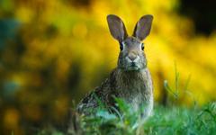 Villeurbanne : une maladie contagieuse à l’origine de la mort de lapins au parc de la Feyssine