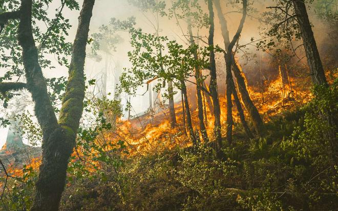En Amazonie, 85 % des espèces menacées sont touchées par les incendies
