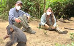 "Primates en sursis, le combat d’Amandine" : une primatologue de Lyon au cœur d’un documentaire